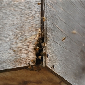 Apis mellifera (European honey bee) at Forde, ACT by TimL