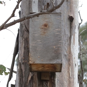 Apis mellifera at Forde, ACT - 1 Dec 2024 02:23 PM