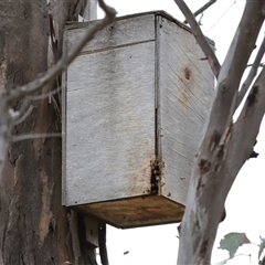 Apis mellifera at Forde, ACT - 1 Dec 2024 02:23 PM