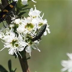 Eleale aspera (Clerid beetle) at Uriarra Village, ACT - 2 Dec 2024 by RAllen