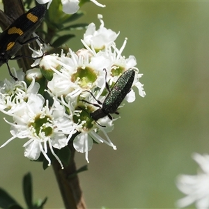 Eleale aspera (Clerid beetle) at Uriarra Village, ACT by RAllen