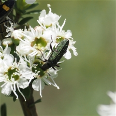 Eleale aspera at Uriarra Village, ACT - 2 Dec 2024