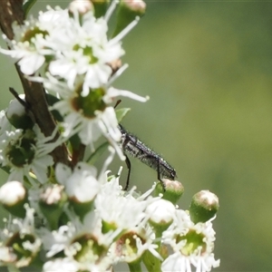 Eleale aspera at Uriarra Village, ACT - 2 Dec 2024