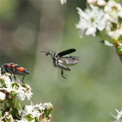 Eleale aspera at Uriarra Village, ACT - 2 Dec 2024