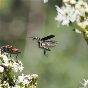 Eleale aspera at Uriarra Village, ACT - 2 Dec 2024 02:35 PM