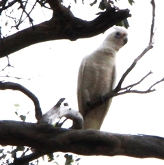 Cacatua sanguinea (Little Corella) at Louth, NSW - 4 Dec 2024 by Gunyijan