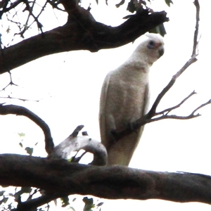 Cacatua sanguinea at Louth, NSW - 4 Dec 2024