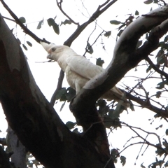 Cacatua sanguinea at Louth, NSW - 4 Dec 2024 08:17 AM