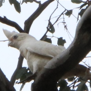 Cacatua sanguinea at Louth, NSW - 4 Dec 2024 08:17 AM