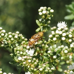 Eristalinus (genus) at Uriarra Village, ACT - 2 Dec 2024