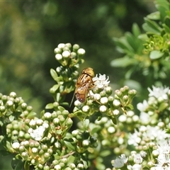 Eristalinus (genus) at Uriarra Village, ACT - 2 Dec 2024