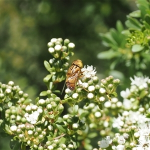 Eristalinus (genus) at Uriarra Village, ACT - 2 Dec 2024