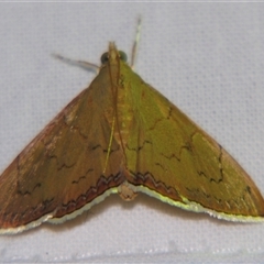 Hyalobathra crenulata (A Pyralid moth (Pyralinae) at Sheldon, QLD - 16 Jan 2008 by PJH123