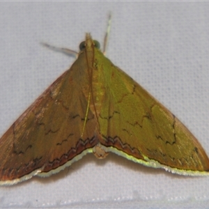 Hyalobathra crenulata (A Pyralid moth (Pyralinae) at Sheldon, QLD by PJH123