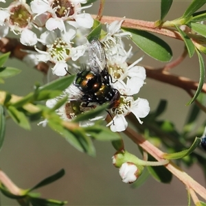 Rutilia (Rutilia) sp. (genus & subgenus) (Bristle fly) at Uriarra Village, ACT by RAllen