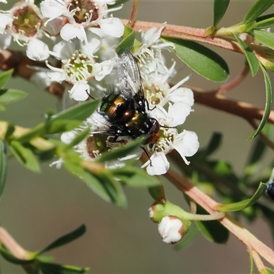 Unidentified Bristle Fly (Tachinidae) at Uriarra Village, ACT - 2 Dec 2024 by RAllen