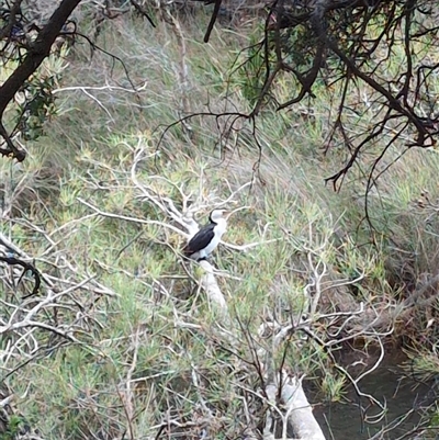 Microcarbo melanoleucos (Little Pied Cormorant) at Hyams Beach, NSW - 3 Dec 2024 by jamattymoo