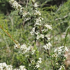 Kunzea peduncularis at Uriarra Village, ACT - 2 Dec 2024 02:34 PM