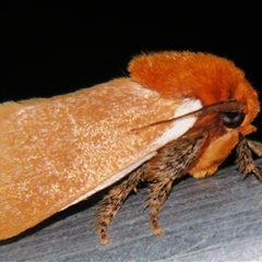 Comana albibasis (Lion's Mane Moth) by PJH123