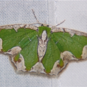 Eucyclodes insperata (Lacy Emerald) at Sheldon, QLD by PJH123