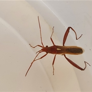 Melanacanthus scutellaris (Small brown bean bug) at Yass River, NSW by SenexRugosus