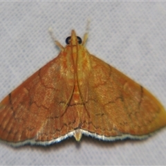 Hyalobathra unicolor (Cotton Web Spinner) at Sheldon, QLD by PJH123