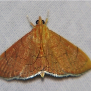 Hyalobathra unicolor (Cotton Web Spinner) at Sheldon, QLD by PJH123