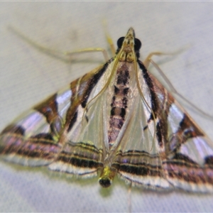 Agrioglypta excelsalis (Spilomelinae) at Sheldon, QLD by PJH123