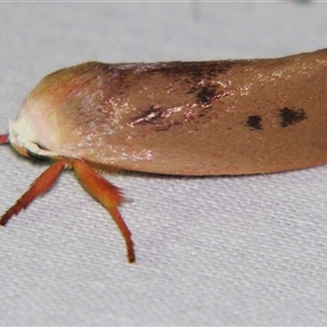 Cryptophasa rubescens at Sheldon, QLD - suppressed