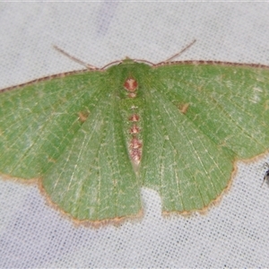 Eucyclodes metaspila (Inscribed Emerald) at Sheldon, QLD by PJH123