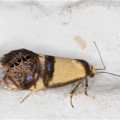 Eupselia satrapella and similar species at Melba, ACT - 1 Dec 2024 09:56 PM