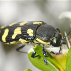 Castiarina octospilota (A Jewel Beetle) at Yarrow, NSW - 3 Dec 2024 by Harrisi