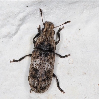 Dendropemon subfasciatus (Fungus weevil) at Melba, ACT - 2 Dec 2024 by kasiaaus