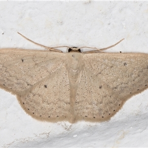 Scopula optivata (Varied Wave) at Melba, ACT by kasiaaus