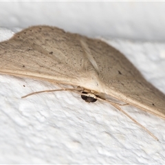 Scopula optivata at Melba, ACT - 1 Dec 2024