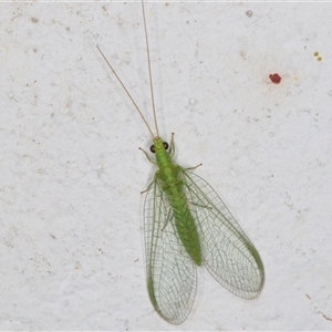 Mallada traviatus (Goldeneye Lacewing) at Melba, ACT by kasiaaus