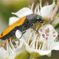 Castiarina balteata (A jewel beetle) at Yarrow, NSW - 3 Dec 2024 by Harrisi