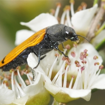 Castiarina balteata (A jewel beetle) at Yarrow, NSW - 3 Dec 2024 by Harrisi