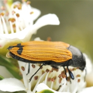 Castiarina balteata at Yarrow, NSW - 3 Dec 2024