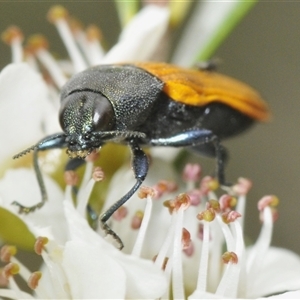 Castiarina balteata at Yarrow, NSW - 3 Dec 2024