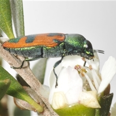 Castiarina hilaris (A jewel beetle) at Yarrow, NSW - 3 Dec 2024 by Harrisi