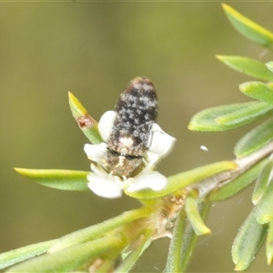 Diphucrania minutissima at Googong, NSW - 3 Dec 2024