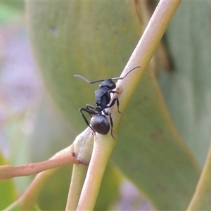 Polyrhachis phryne at Conder, ACT - 7 Jan 2024 07:02 PM