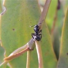 Polyrhachis phryne at Conder, ACT - 7 Jan 2024