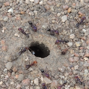 Iridomyrmex purpureus at Conder, ACT - 7 Jan 2024