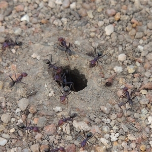 Iridomyrmex purpureus at Conder, ACT - 7 Jan 2024 07:05 PM