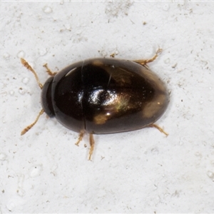 Phalacridae (family) (Shining flower beetle) at Melba, ACT by kasiaaus