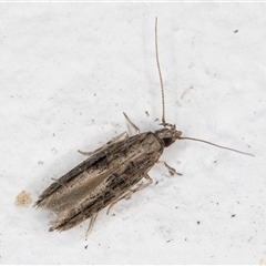 Leptozestis and Trachydora (genera) (A cosmet moth) at Melba, ACT - 1 Dec 2024 by kasiaaus