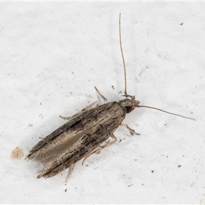 Leptozestis and Trachydora (genera) at Melba, ACT - 1 Dec 2024