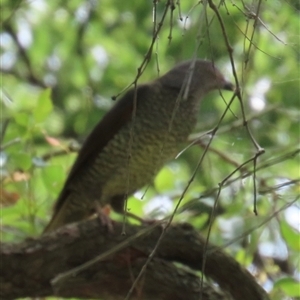 Ptilonorhynchus violaceus (Satin Bowerbird) at Kangaroo Valley, NSW by lbradley